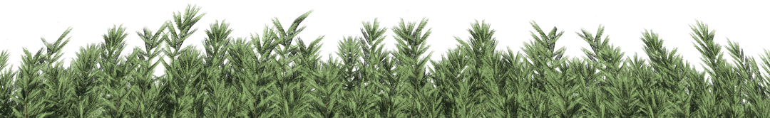 Seamless Transparent Forest Foliage Border Vector