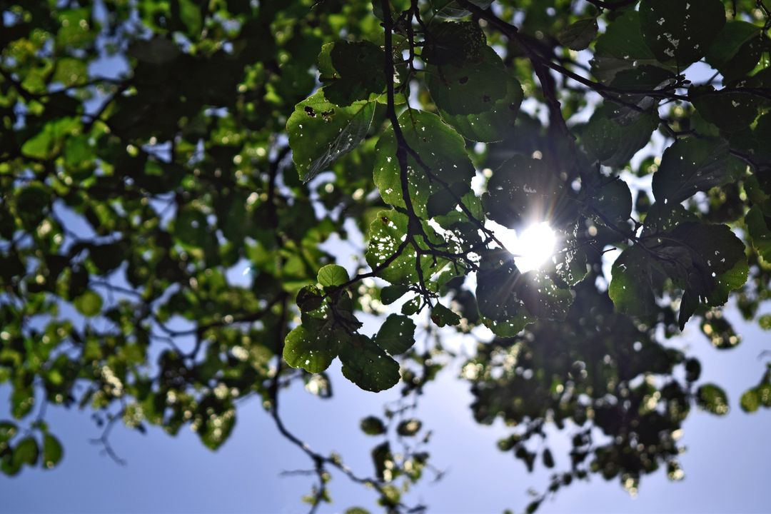 Sunlight Shining Through Lush Green Leaves - Free Images, Stock Photos and Pictures on Pikwizard.com