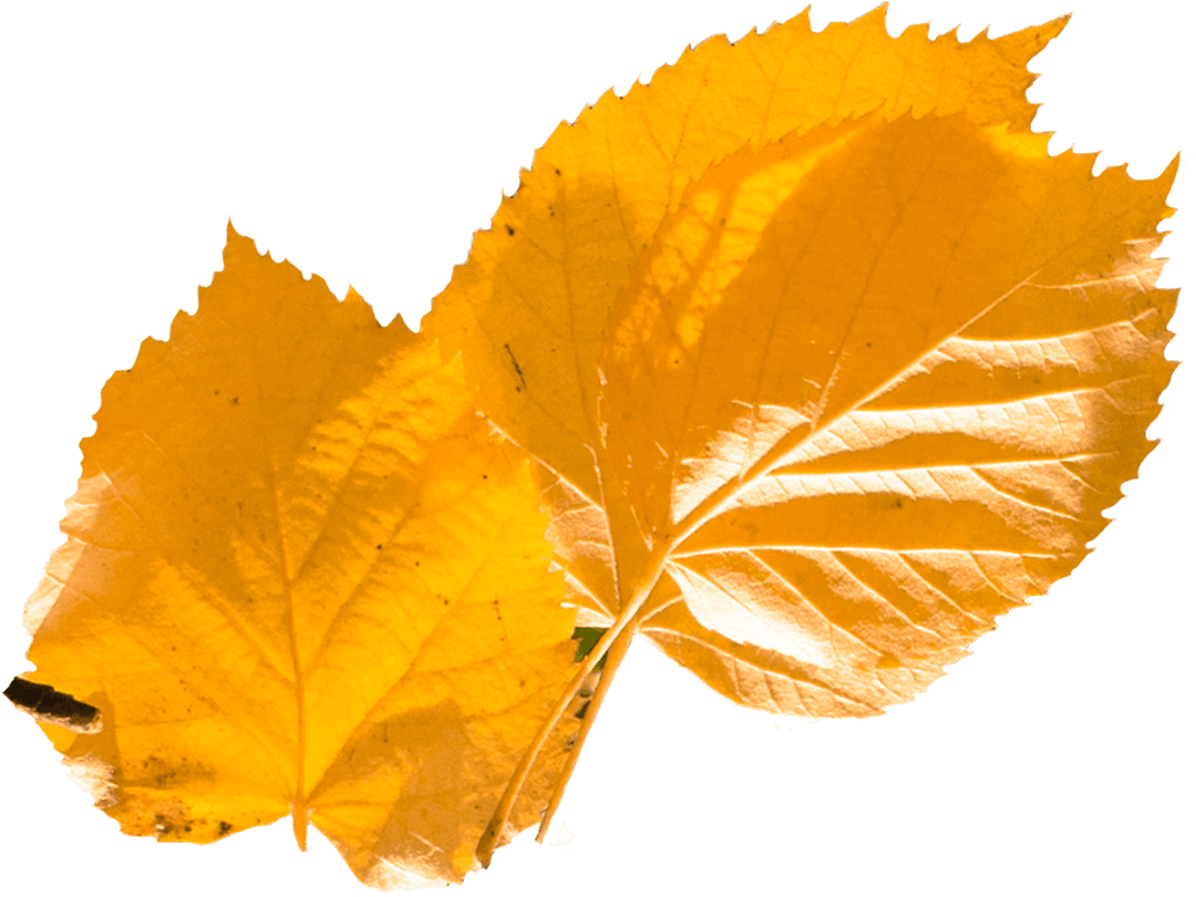 Vibrant Yellow Leaves on Transparent Background