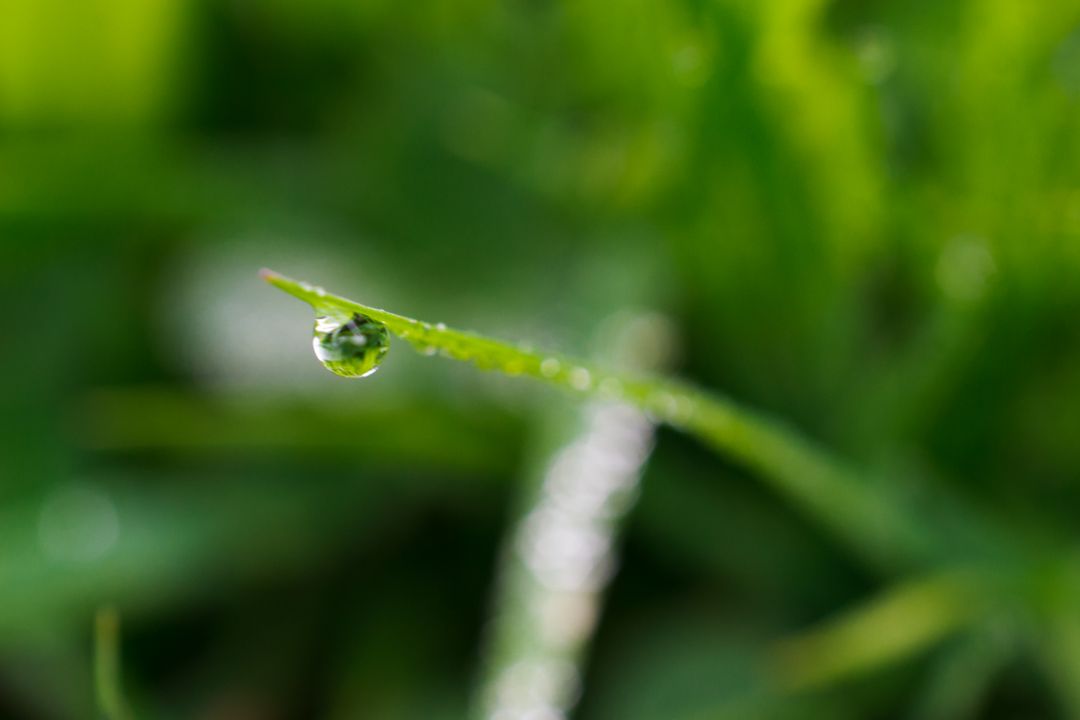 Close-Up of Dew Drop on Blade of Grass - Free Images, Stock Photos and Pictures on Pikwizard.com