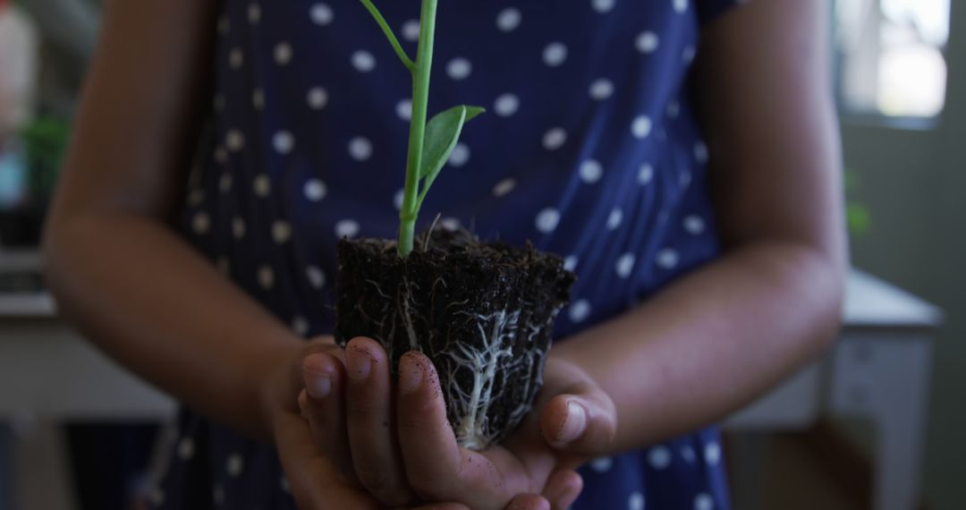 Child Holding Young Plant in Soil Indoors - Free Images, Stock Photos and Pictures on Pikwizard.com