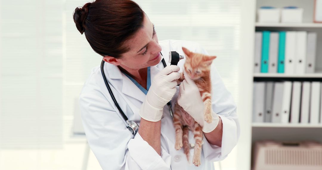 Female Veterinarian Examining Kitten with Otoscope in Clinic - Free Images, Stock Photos and Pictures on Pikwizard.com