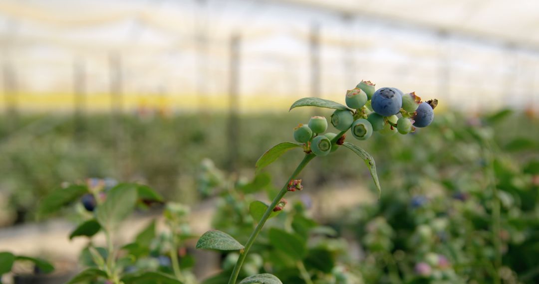 Close-up of Ripening Blueberries on a Bush in a Greenhouse - Free Images, Stock Photos and Pictures on Pikwizard.com