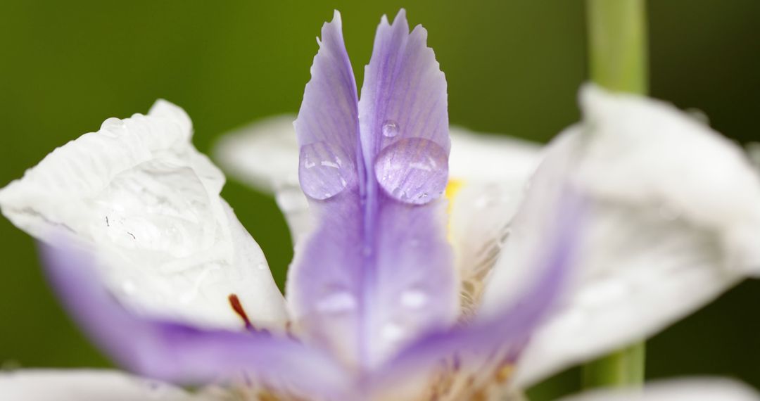 Close-Up of Dew on Purple and White Flower Petals - Free Images, Stock Photos and Pictures on Pikwizard.com