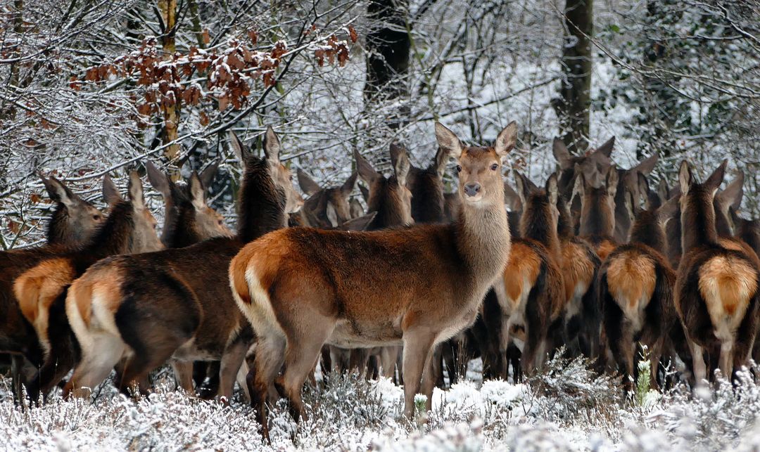 Herd of Red Deer Standing in Snowy Forest - Free Images, Stock Photos and Pictures on Pikwizard.com