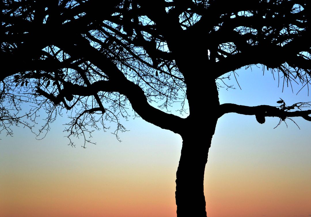Silhouette of Tree Against Vibrant Sunrise - Free Images, Stock Photos and Pictures on Pikwizard.com