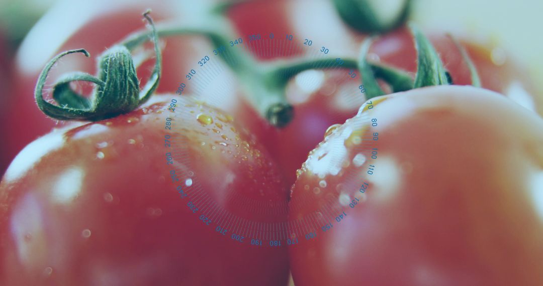 Ripe Tomato Cluster Shining with Water Droplets and Blue Circular Overlay Macro Close-Up