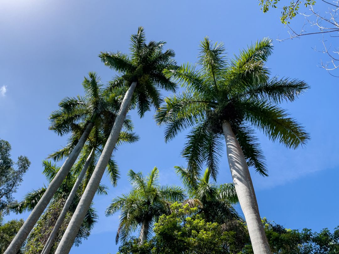 Tall Palm Trees Against Clear Blue Sky in Tropical Setting