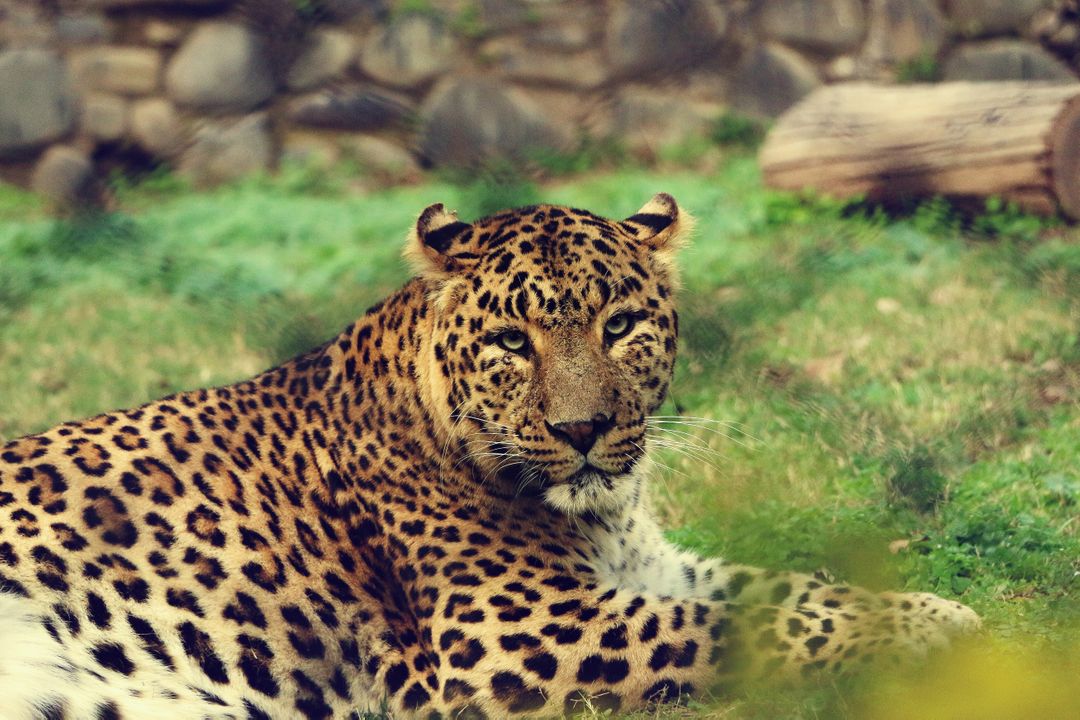 Jaguar Big cat Feline - Free Images, Stock Photos and Pictures on Pikwizard.com