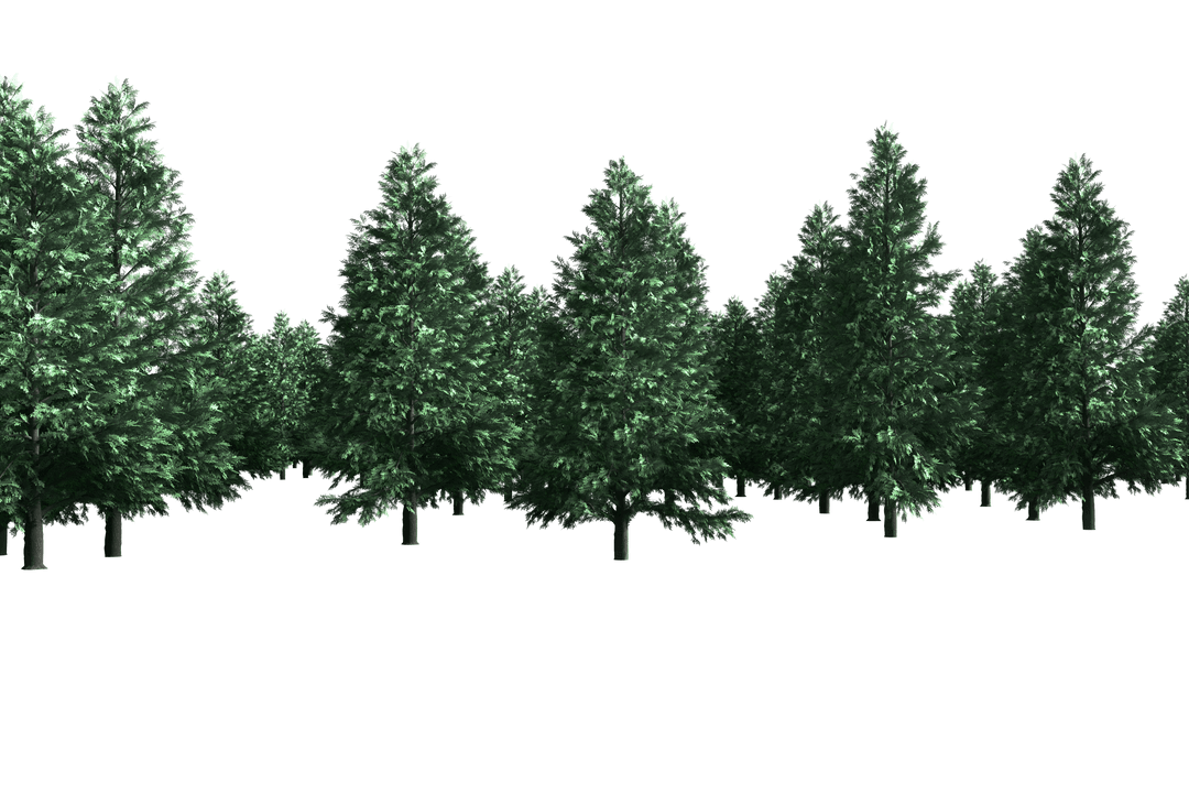 Digital Illustration of Lush Green Fir Trees on Transparent Background