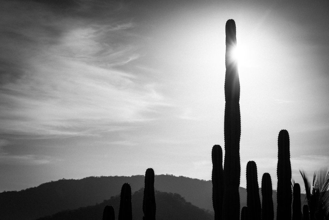Black and White Cactus Landscape at Sunset - Free Images, Stock Photos and Pictures on Pikwizard.com