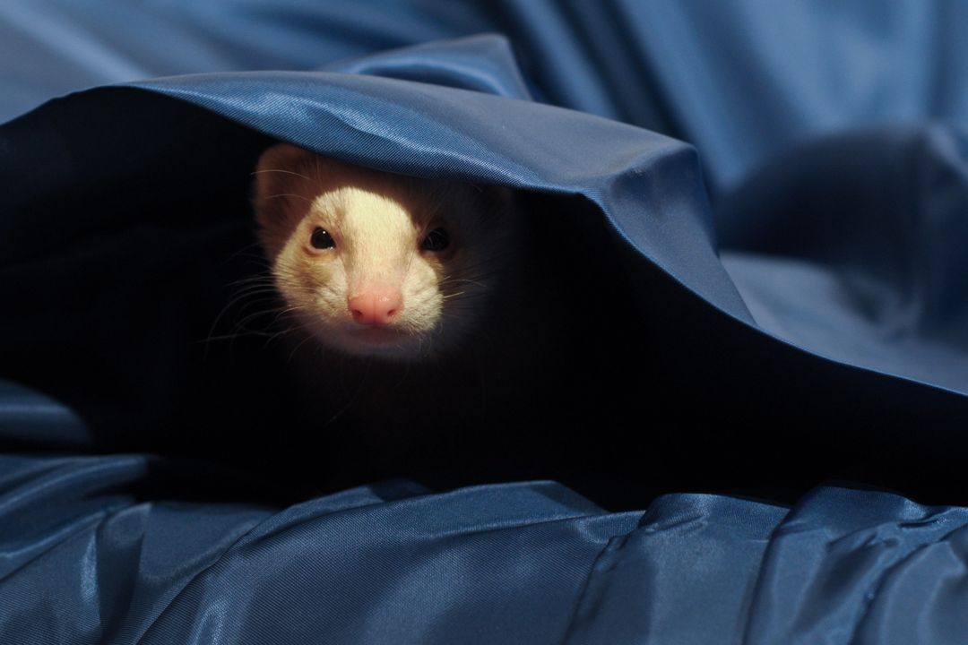 Animal blue fabric ferret hidden - Free Images, Stock Photos and Pictures on Pikwizard.com