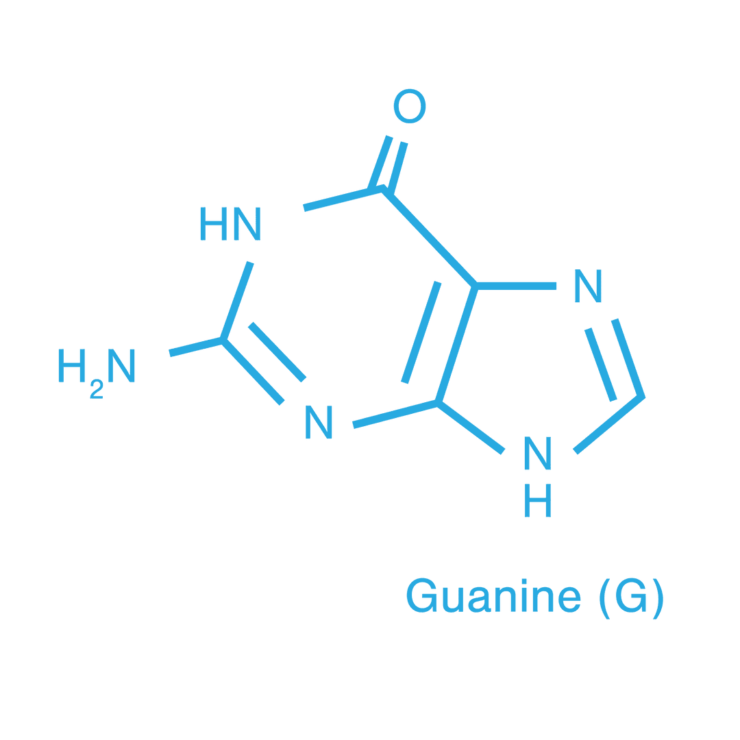 Transparent Structural Diagram of Guanine Molecule