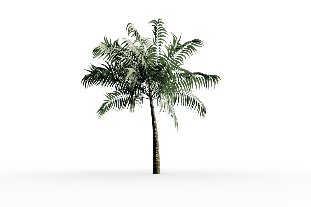 Transparent Tropical Palm Tree with Lush Green Foliage