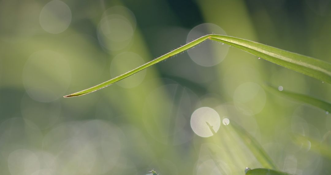 Dew-covered grass blade in sunlight bokeh - Free Images, Stock Photos and Pictures on Pikwizard.com