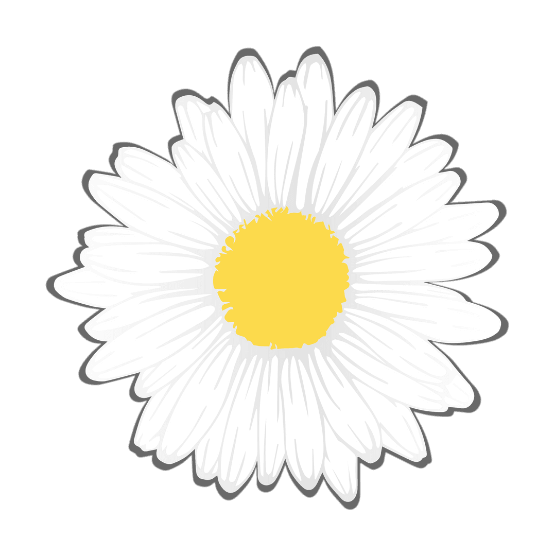 White Daisy with Yellow Center on Transparent Background Minimalistic Design