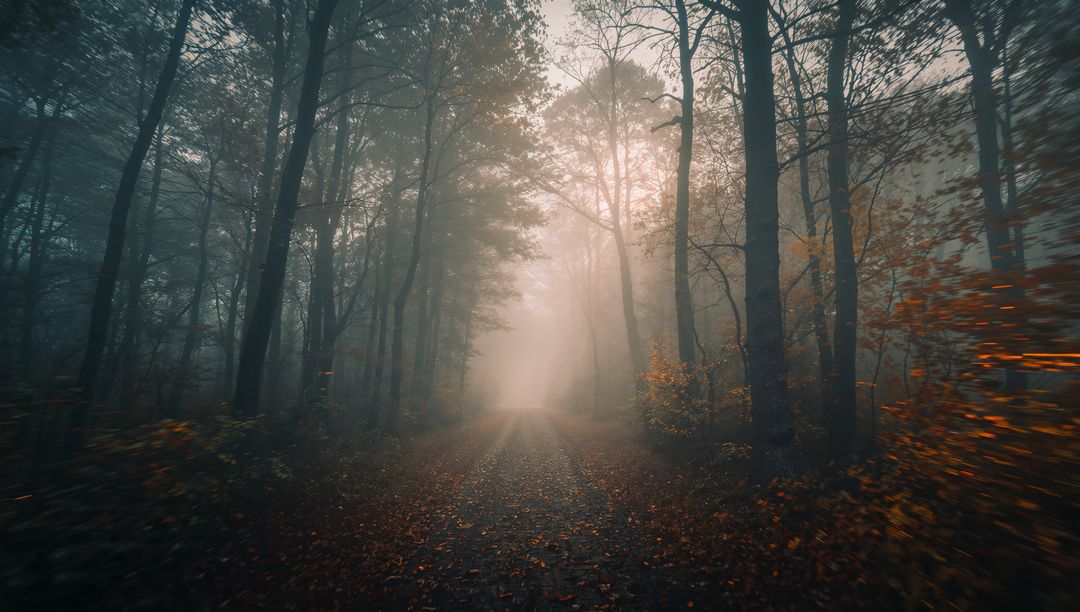 Mystical Foggy Forest Path in Autumn Woodland Atmosphere