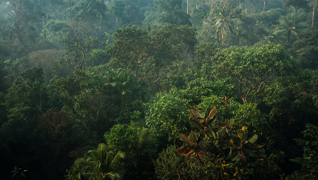 Lush Rainforest Canopy with Misty Humidity