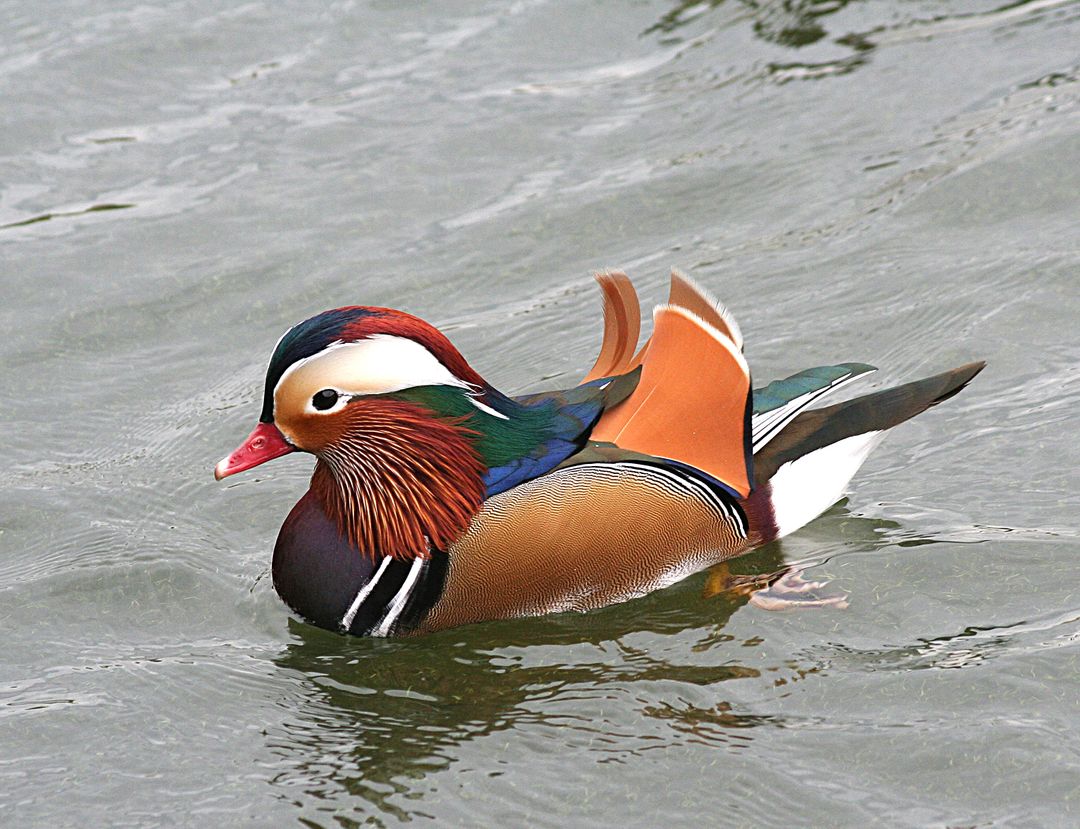 Colorful Mandarin Duck Swimming on Water Surface - Free Images, Stock Photos and Pictures on Pikwizard.com
