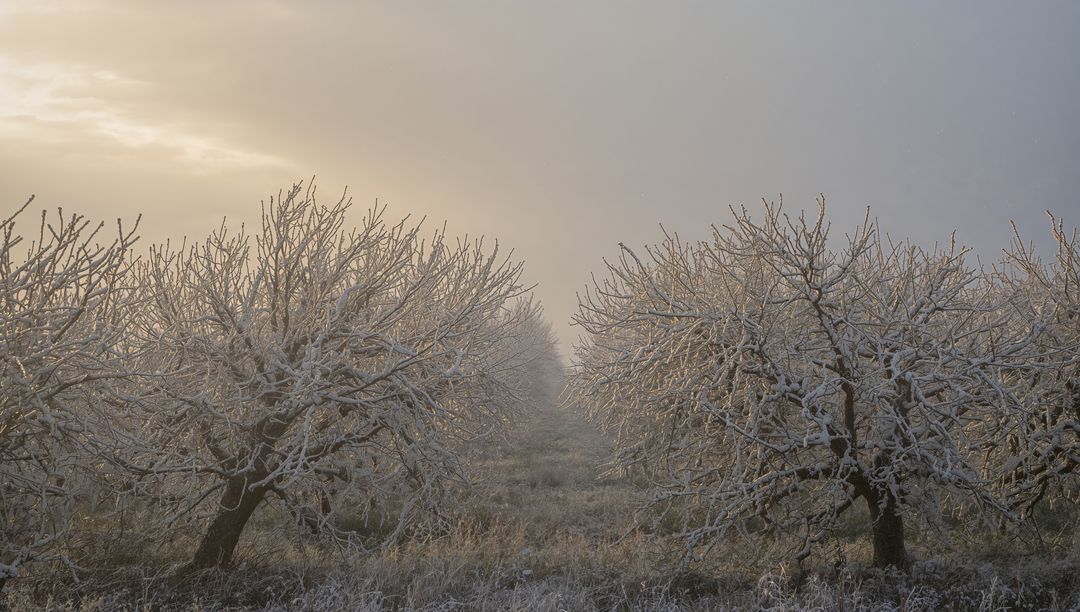 Misty Sunrise Over Frost-Coated Orchard Rows Framing Central Path with Hoarfrost Glow