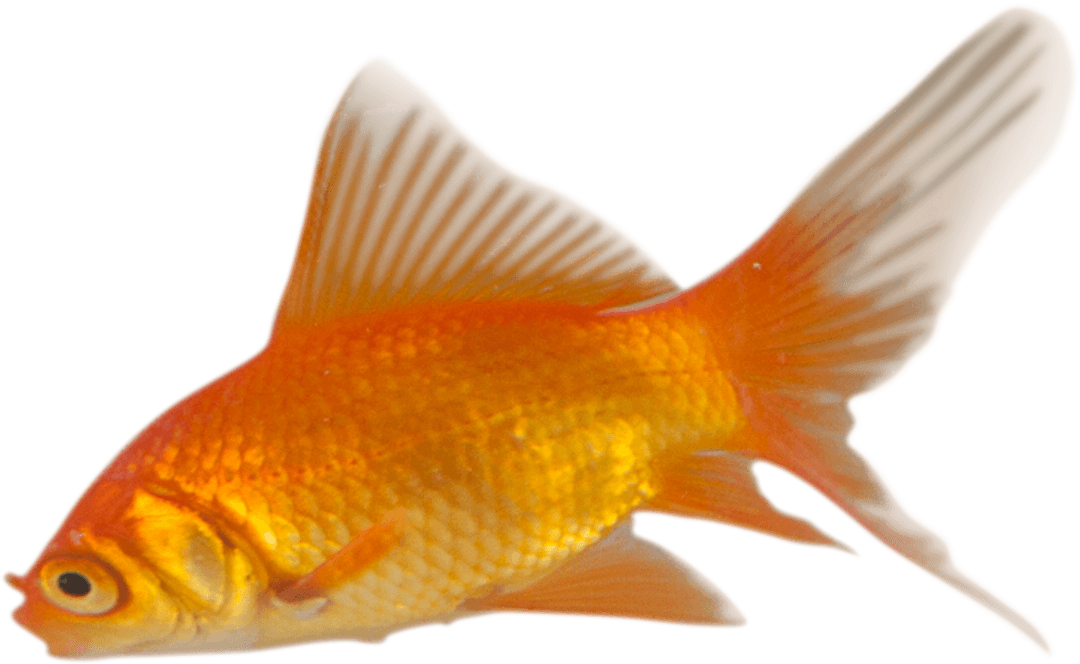 Goldfish Transparent Background Vibrant Colors