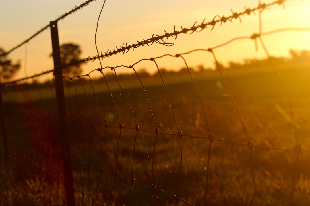 Rustic Barbed Wire Fence Under Warm Sunset Light in Countryside - Free Images, Stock Photos and Pictures on Pikwizard.com