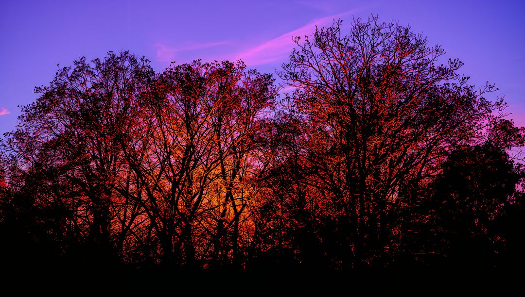 Silhouetting deciduous trees forming intricate branch patterns against vivid purple and orange sunse