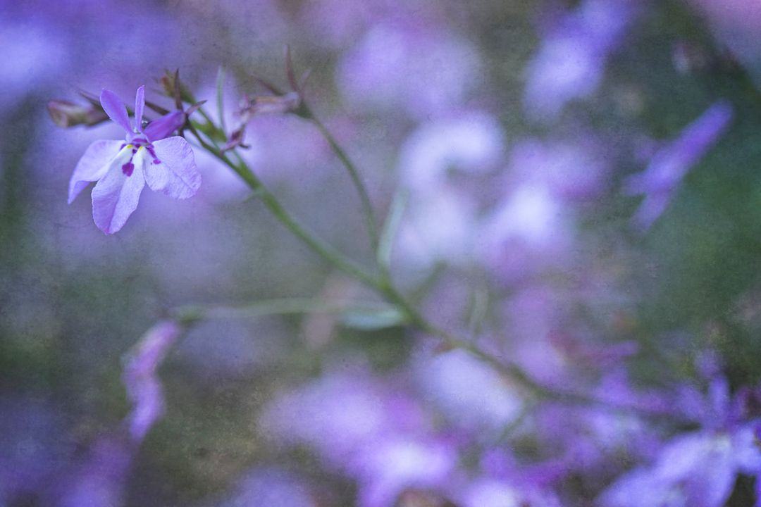 Delicate Lavender Flowers in Soft Focus