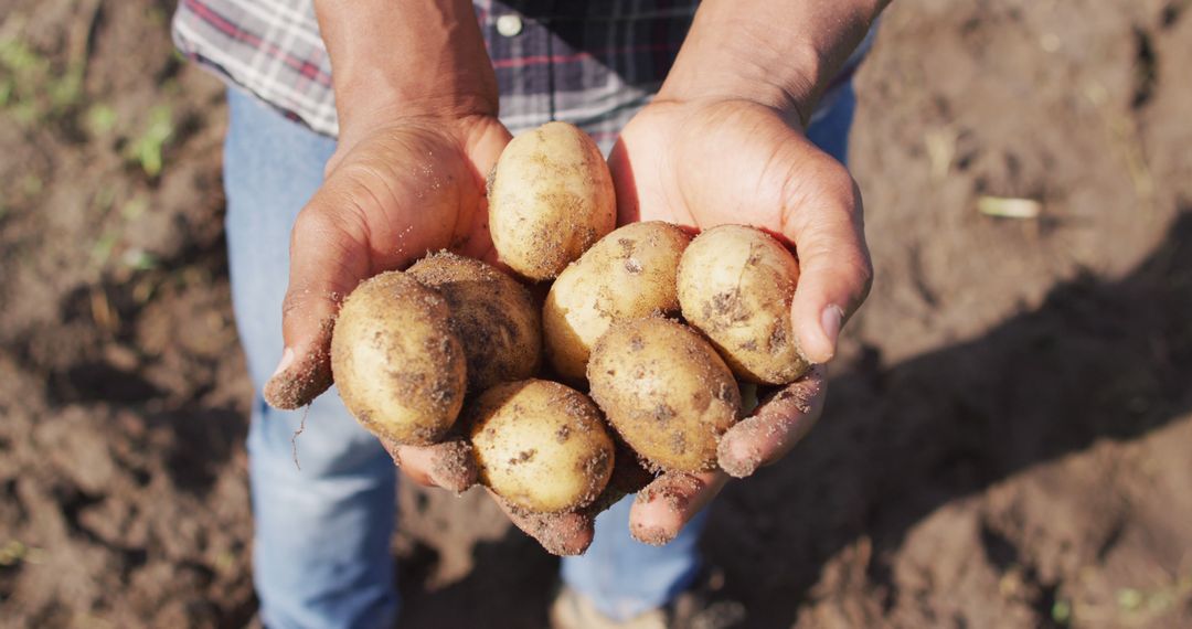 Hands Holding Freshly Harvested Potatoes from Farm - Free Images, Stock Photos and Pictures on Pikwizard.com