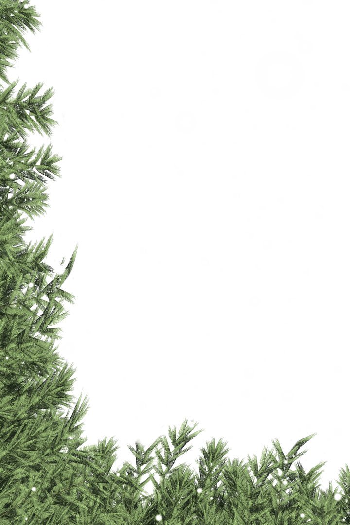 Fir Tree Branches with Snow Falling on Transparent Background