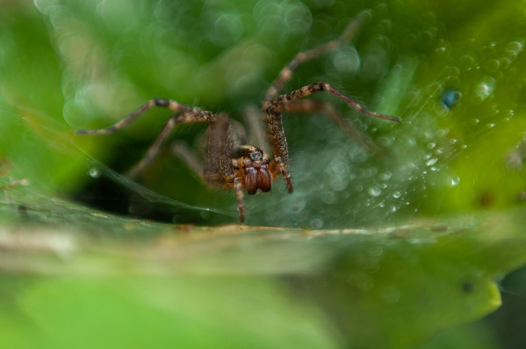 Macro funnel-web spider emerging from dew-covered web among vibrant green foliage