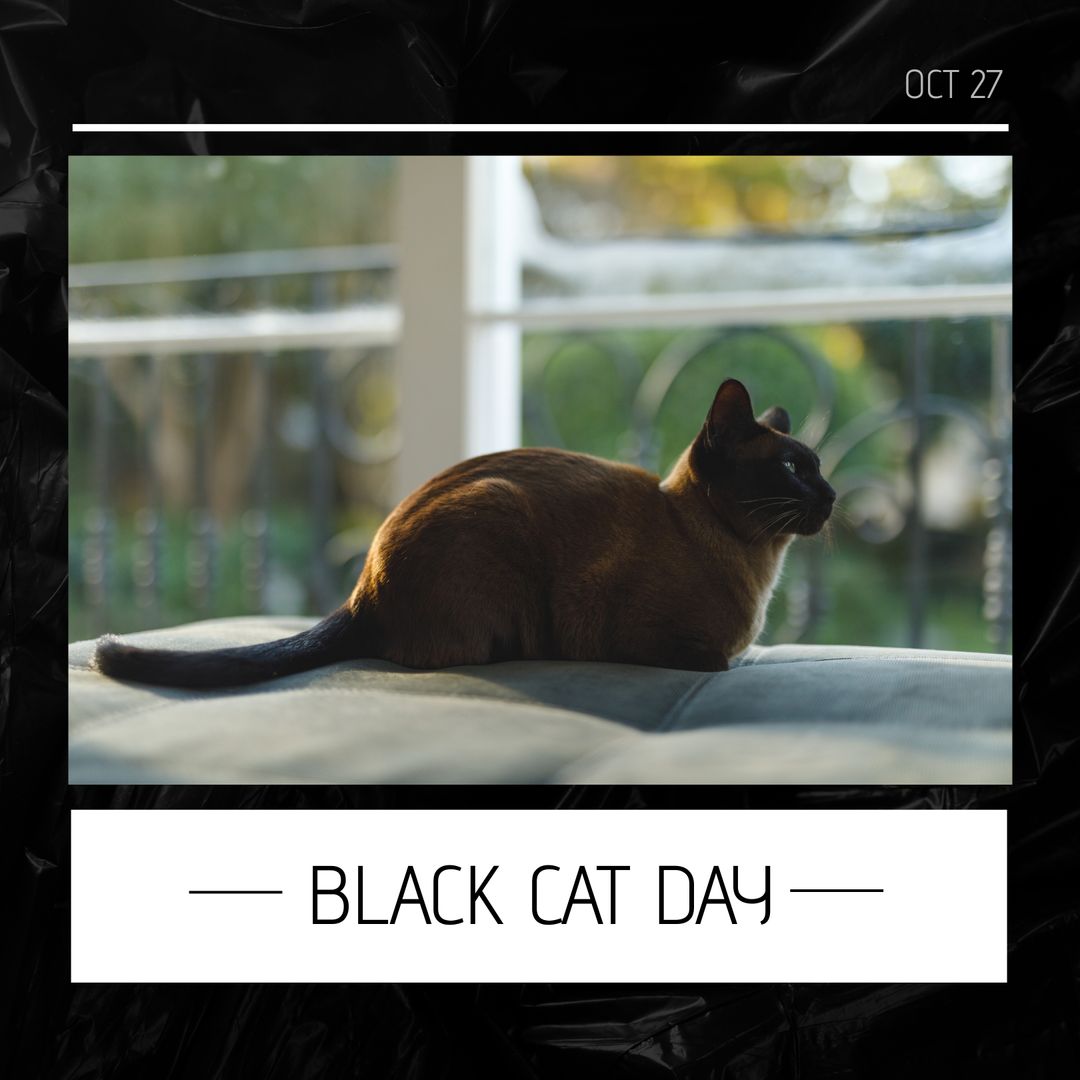 Serene Black Cat Sitting by Window on Sunny Day