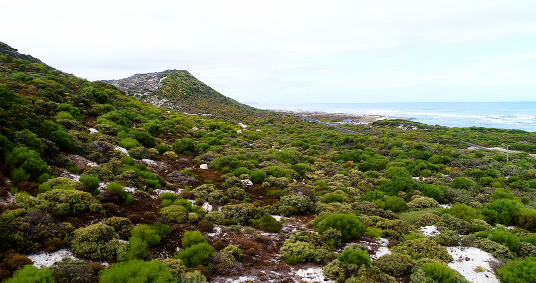 Vibrant Coastal Hill with Dense Greenery and Clear Sea on a Transparent Day - Download Free Stock Images Pikwizard.com