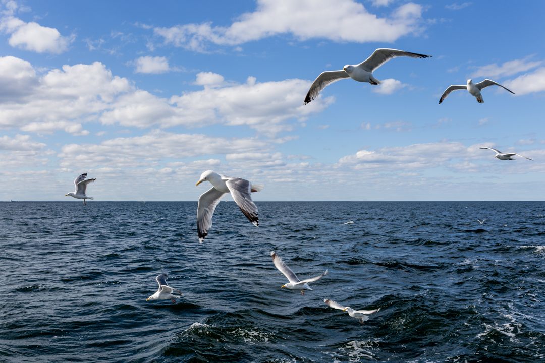 Seagulls Soaring Over Deep Blue Ocean With Rolling Waves and Fluffy Cloudscape