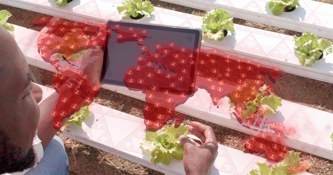 Man Using Tablet for Hydroponic Farming with Global Data Visualization