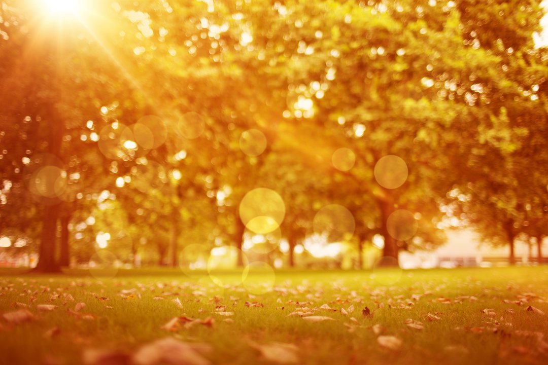 Transparent Fall Park Trees with Autumn Sunlight - Download Free Stock Images Pikwizard.com