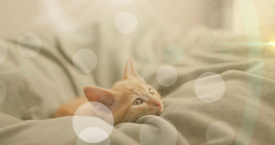 Dreamy Kitten Relaxing on Bed with Soft Glowing Lights - Free Images, Stock Photos and Pictures on Pikwizard.com