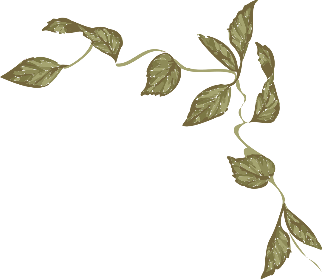 Transparent Botanical Olive Vine Vector | Minimalist Nature Illustration