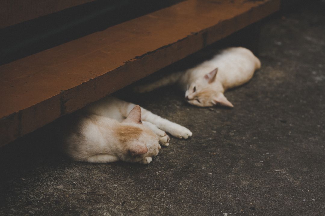 Two Sleeping Cats Resting on Pavement in Shade