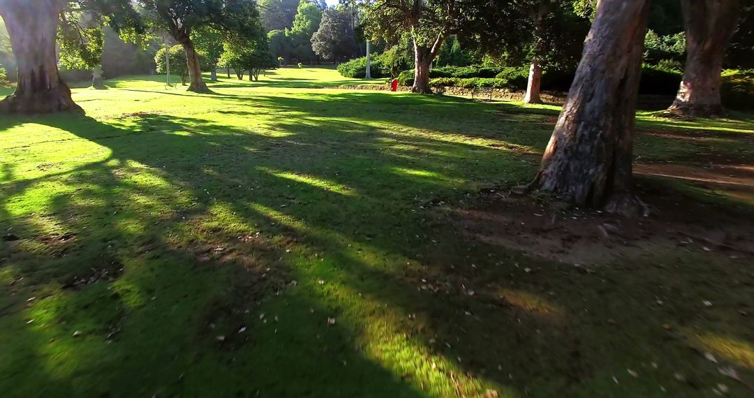 Sunlight filtering through trees in serene park, long shadows on grass - Free Images, Stock Photos and Pictures on Pikwizard.com