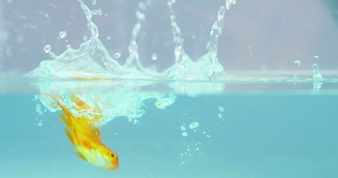 Goldfish Swimming Underwater with Splash Above Surface - Free Images, Stock Photos and Pictures on Pikwizard.com