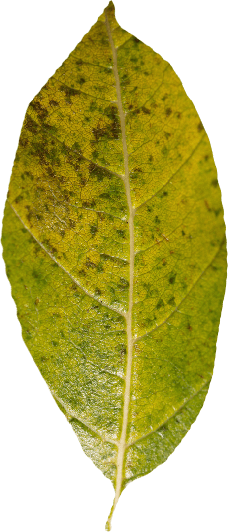 Transparent Leaf Encompassing Detailed Patterns and Textures