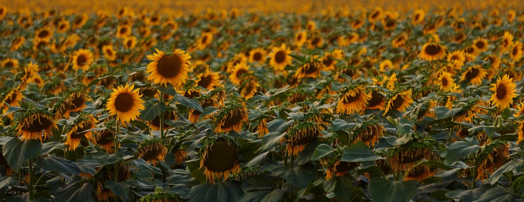 Vast field of blooming sunflowers at sunset - Free Images, Stock Photos and Pictures on Pikwizard.com