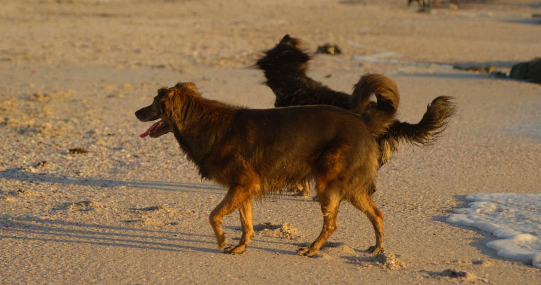 Two dogs play joyfully on a beach at sunset, embodying freedom in the golden light. - Free Images, Stock Photos and Pictures on Pikwizard.com