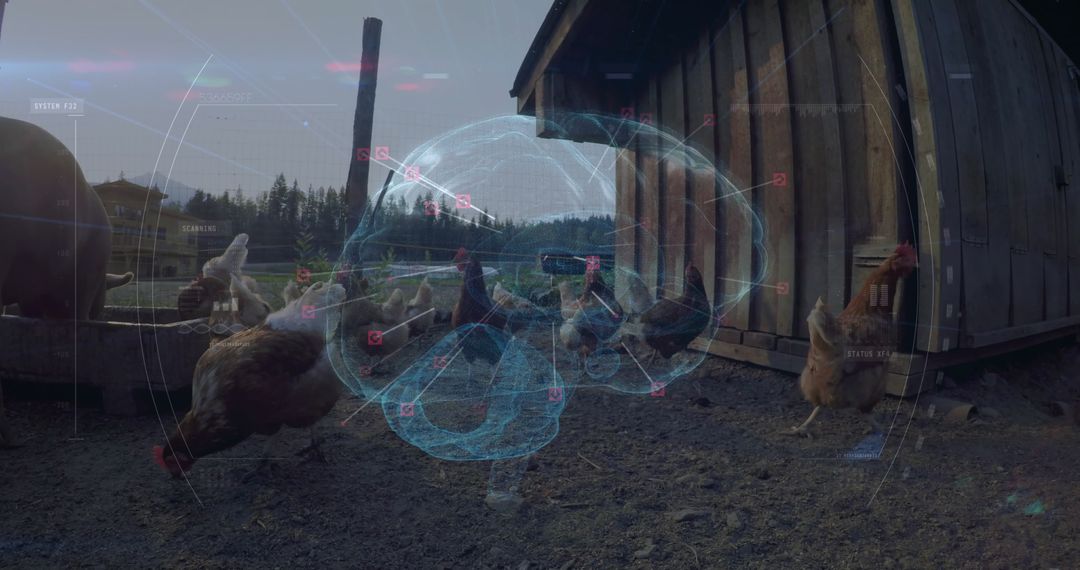 Chickens on Farmyard with Digital Holographic Brain Projection
