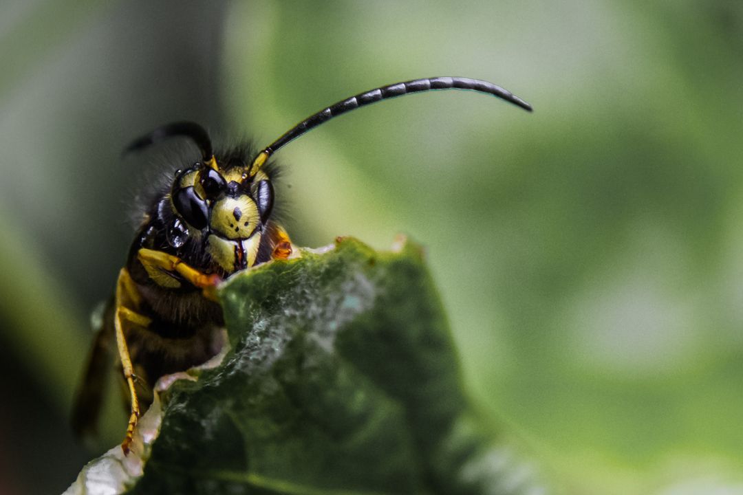 Close-Up of a Wasp on a Green Leaf in Nature - Free Images, Stock Photos and Pictures on Pikwizard.com