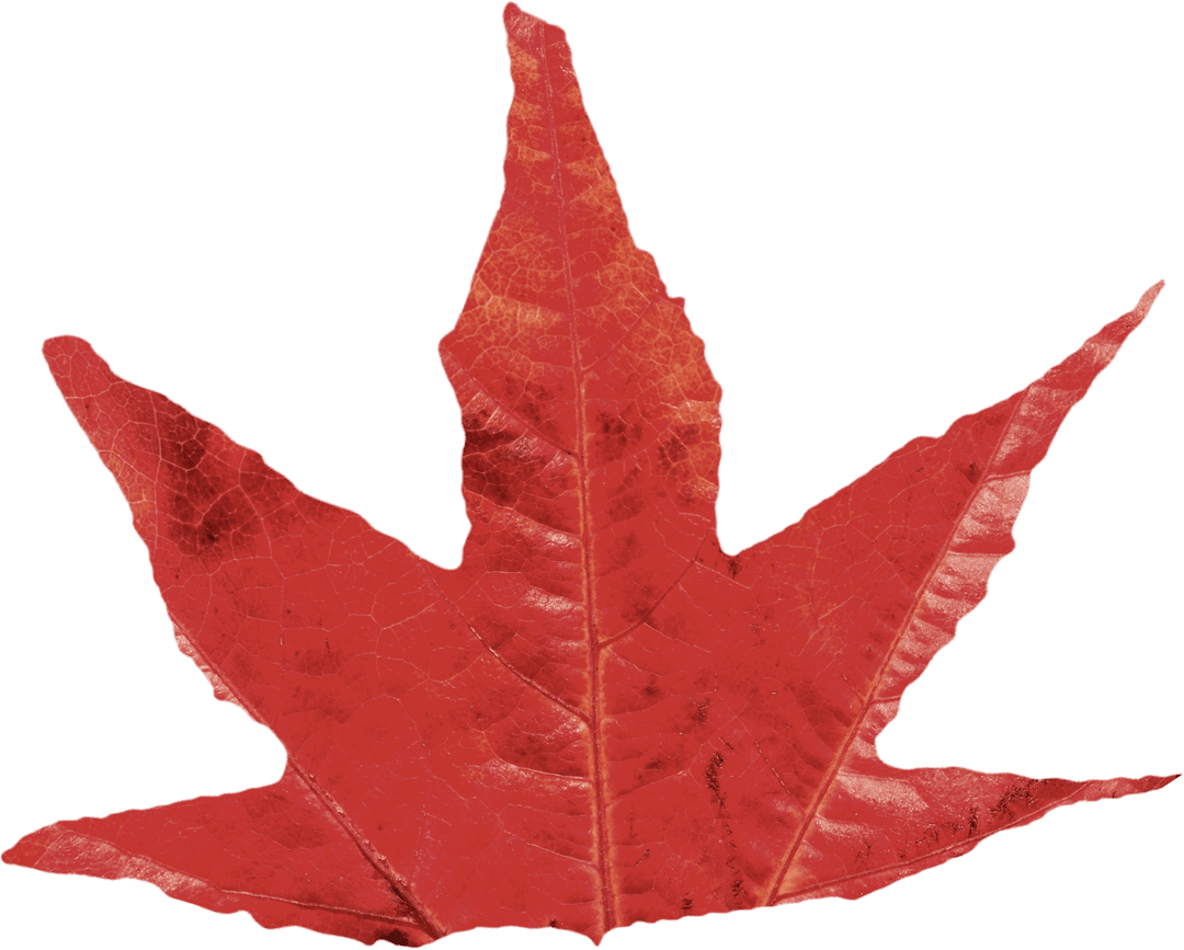 Vibrant Red Autumn Leaf with Detailed Transparency