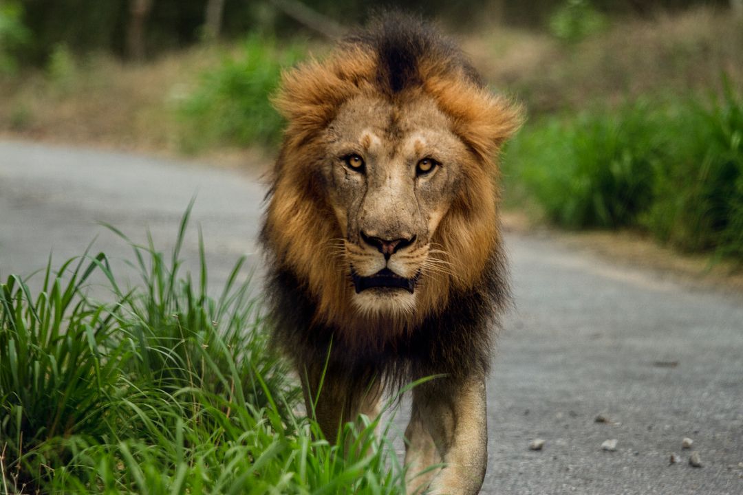 Majestic Lion Walking on Forest Road - Free Images, Stock Photos and Pictures on Pikwizard.com