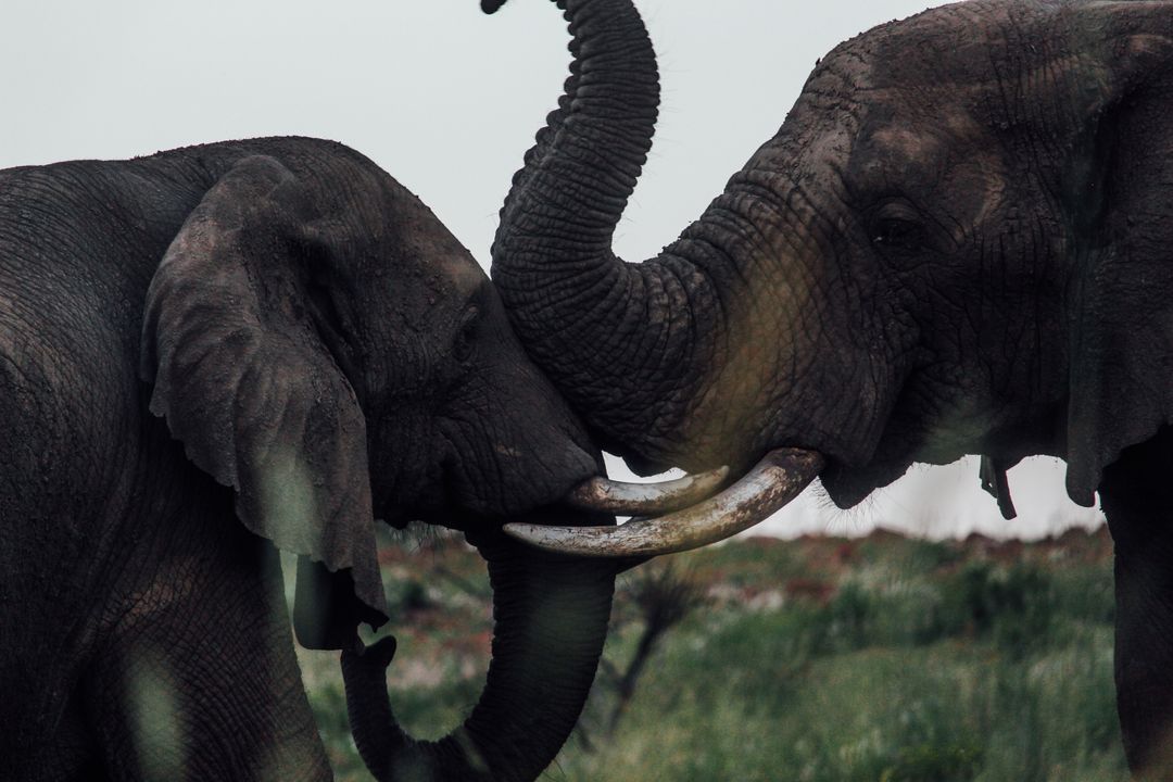 Two Elephants Interlocking Tusks in the Wild - Free Images, Stock Photos and Pictures on Pikwizard.com