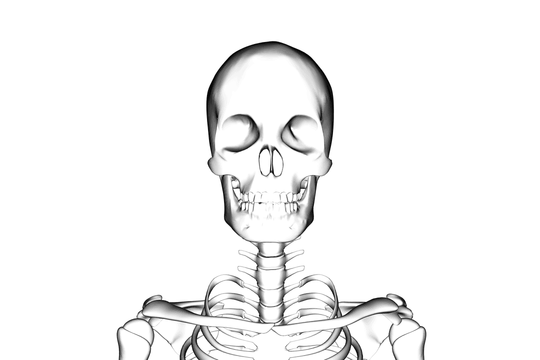 Transparent Human Skull with Skeleton on Clear Background